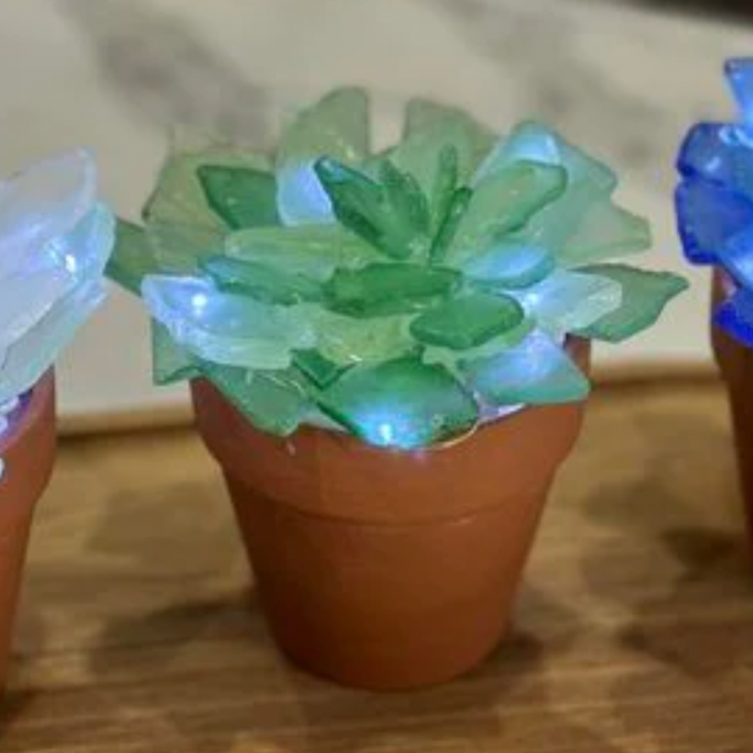 seaglass succulents Sea Glass Succulents – Hammer and Stain North Coast